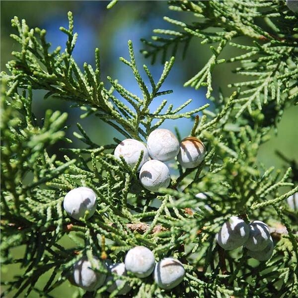 One Eastern Red Cedar Tree Juniperus Virginiana 8"- 12" Live Bare-Root Sapling🌲 gallery