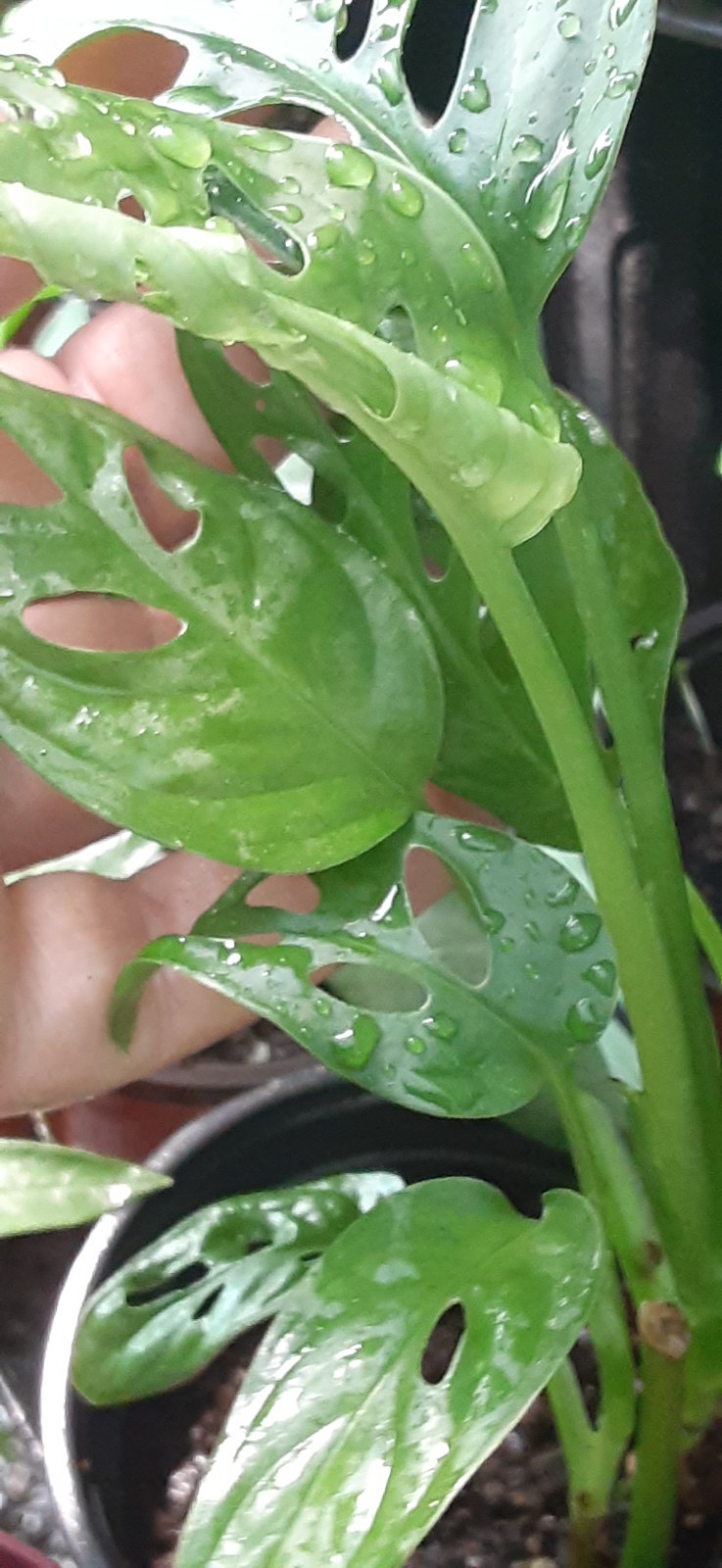 1 Swiss Cheese Monstera adansonii Live Starter House Plant- READ LISTING gallery