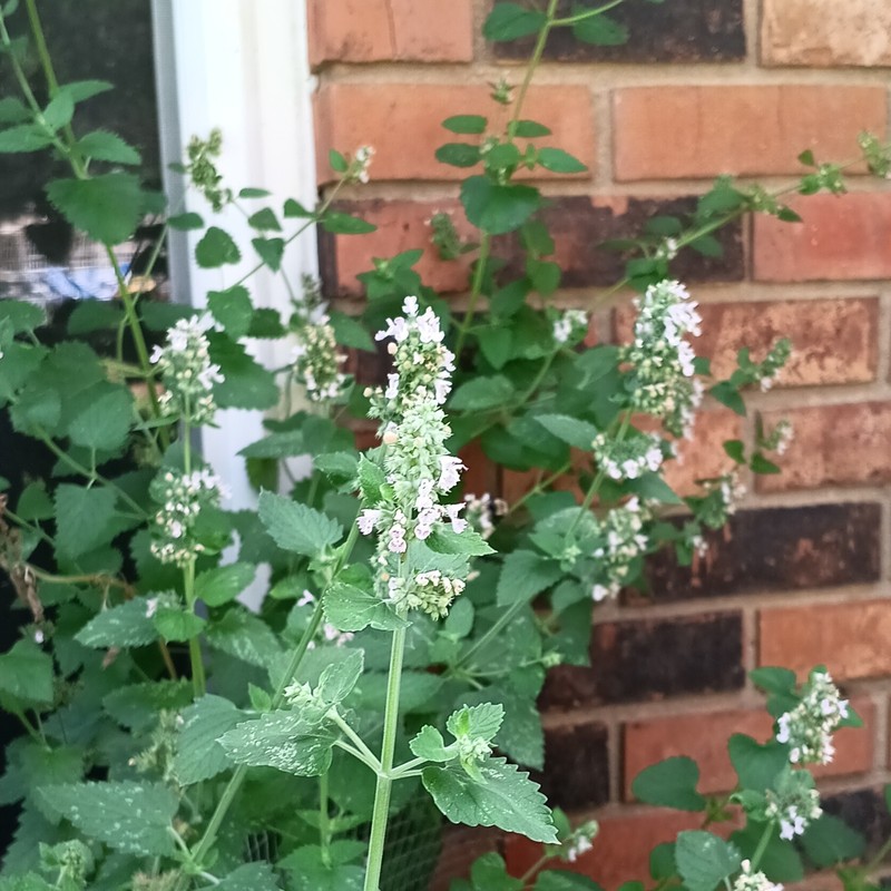 ALABAMA CATNIP gallery