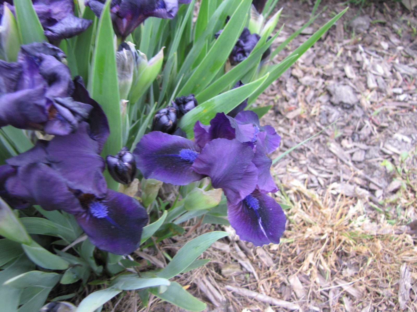 10 MINI IRIS Solid Very Dark purple live plants perennial bulb Freshly Dug gallery