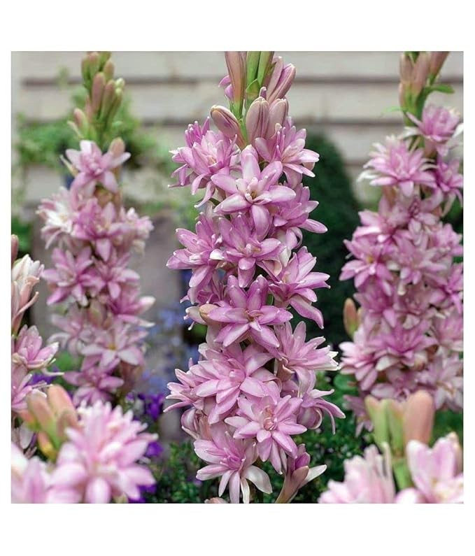 Tuberose/Rajnighandha Flower Bulbs (pack of 11 Bulbs Mix Multi Color) gallery