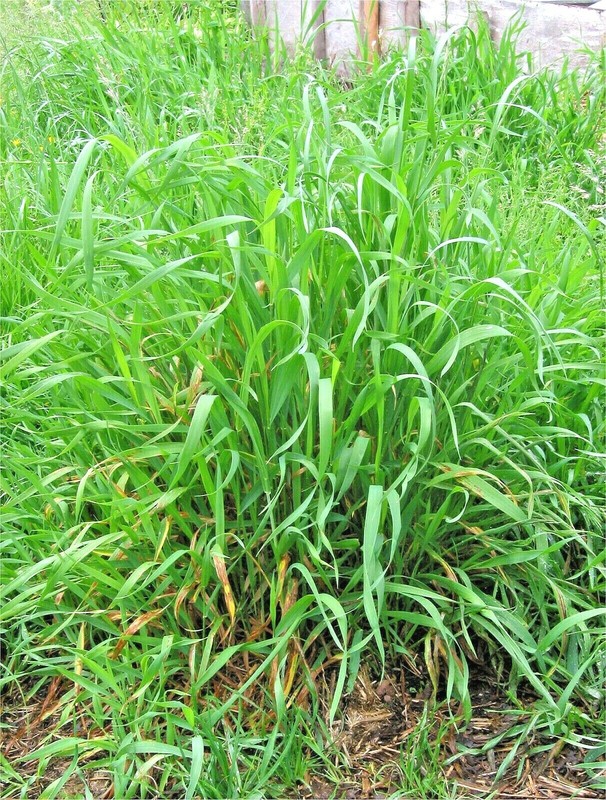 500+VIRGINIA EASTERN WILD RYE Grass Seeds Native Prairie Bunchgrass Spring Fall gallery