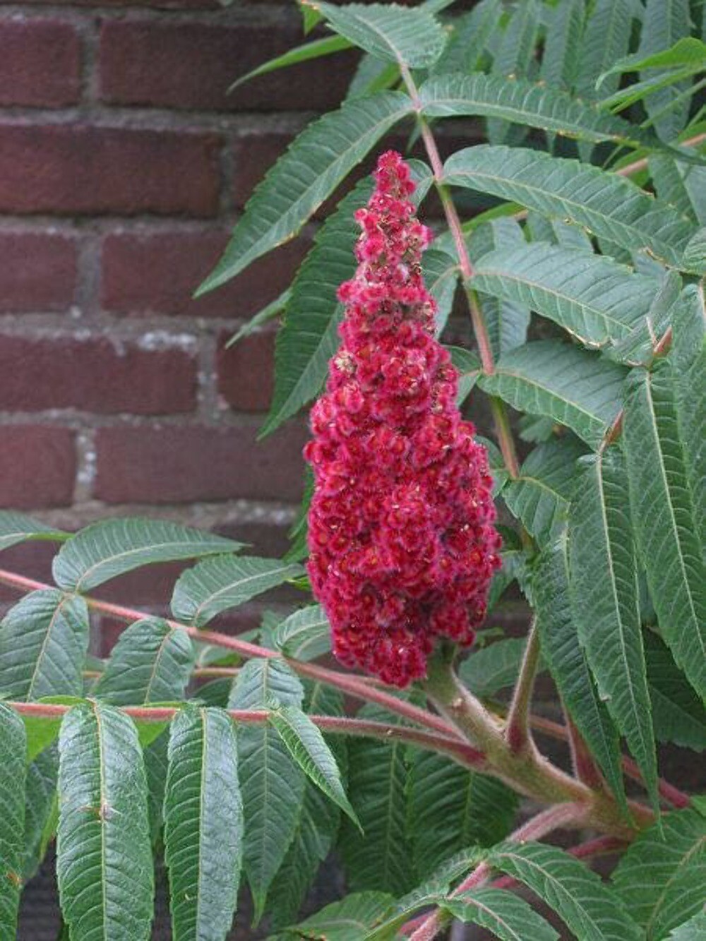 50 STAGHORN SUMAC TREE Rhus Typhina Yellow Flowers Red Berries Seeds gallery