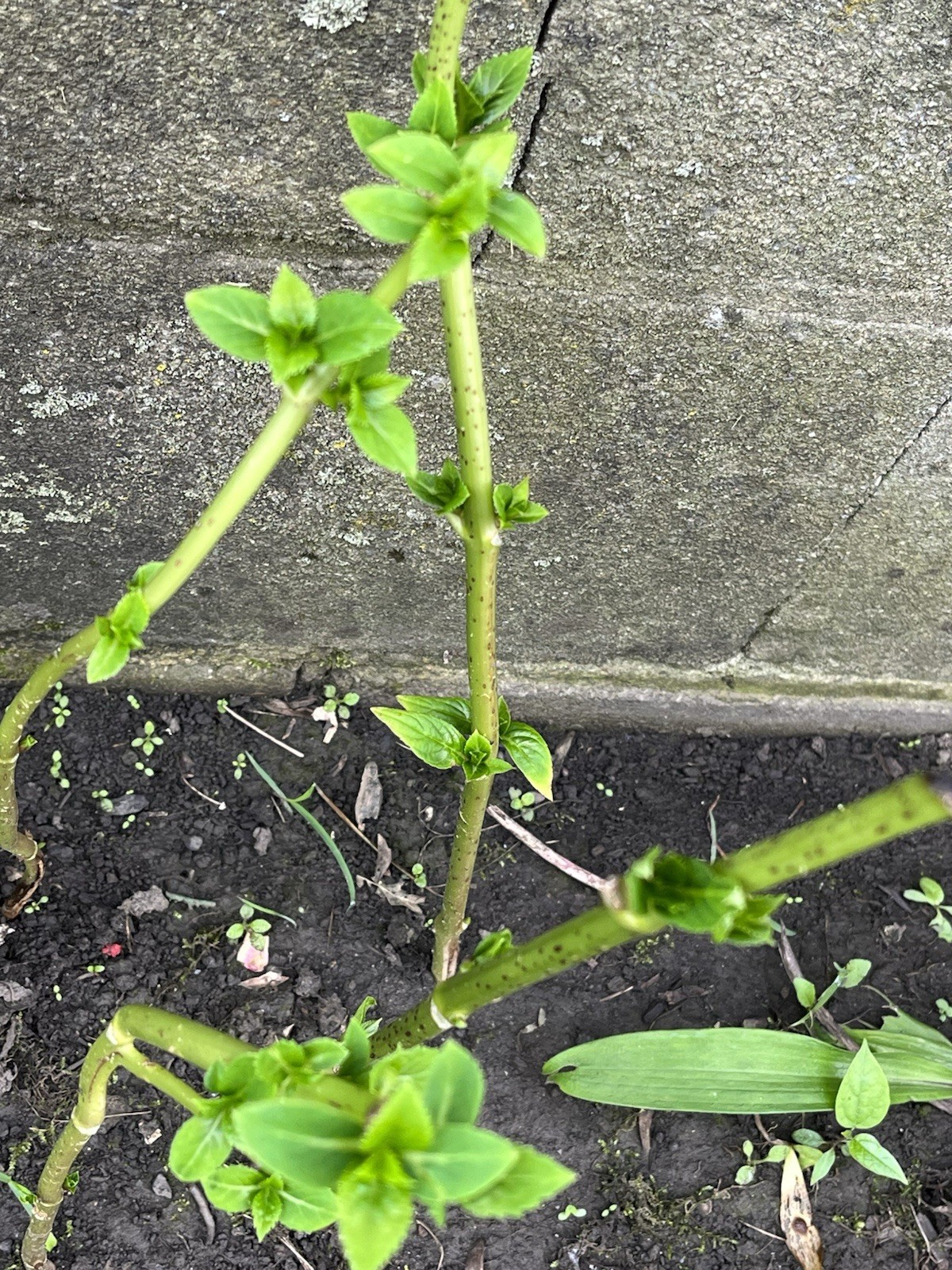 Nikko Hydrangea Plants 4-5 years old gallery