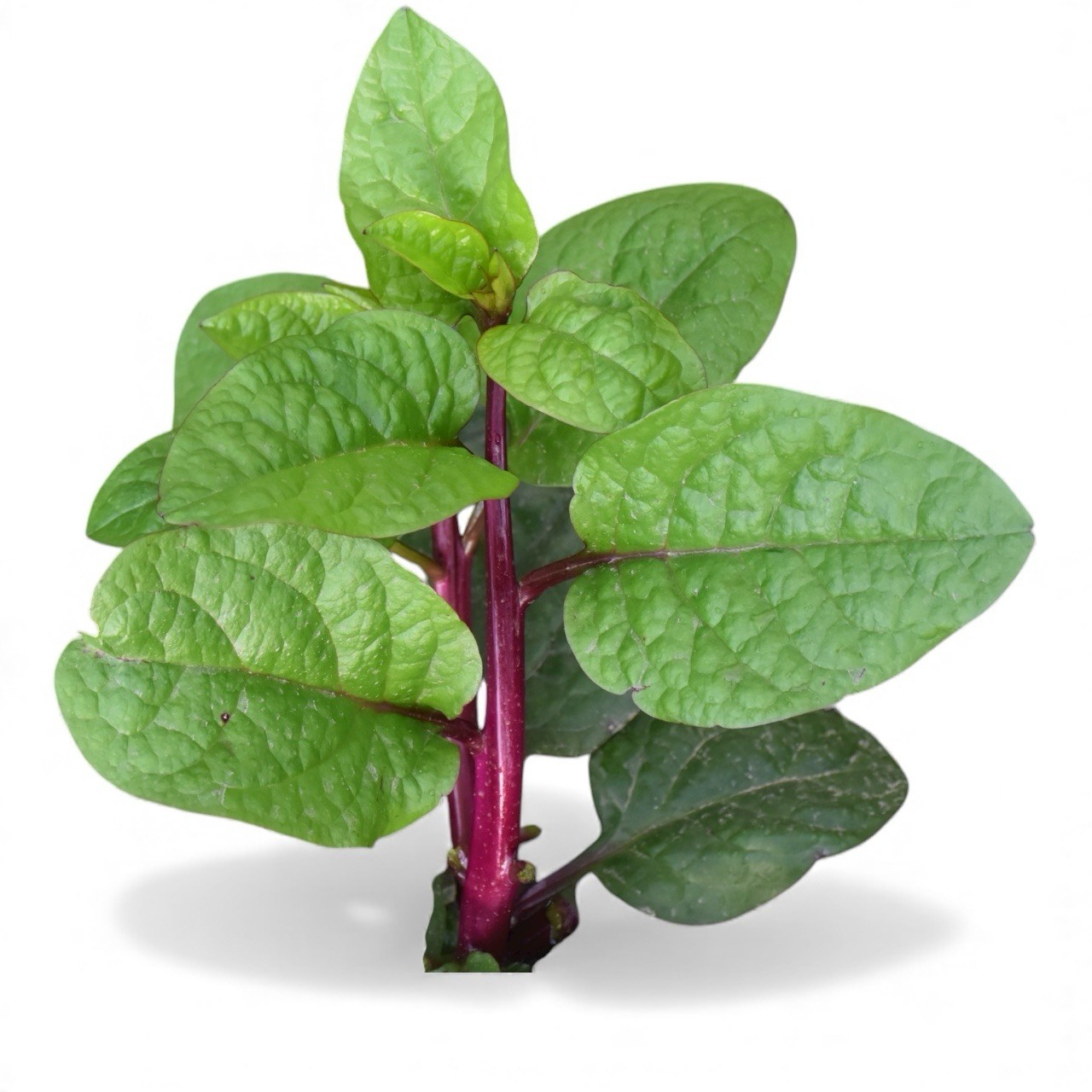 10 Grams (250+) Pui shak || Red Leaf Indian Spinach Seeds gallery