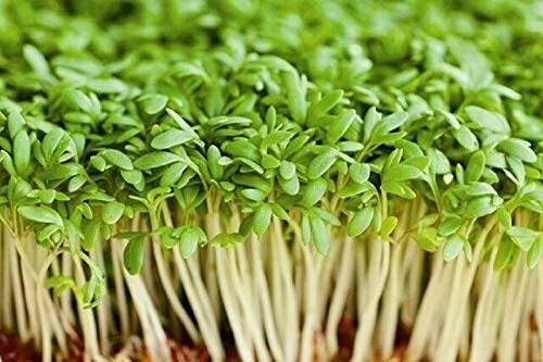 16 oz Cress gallery