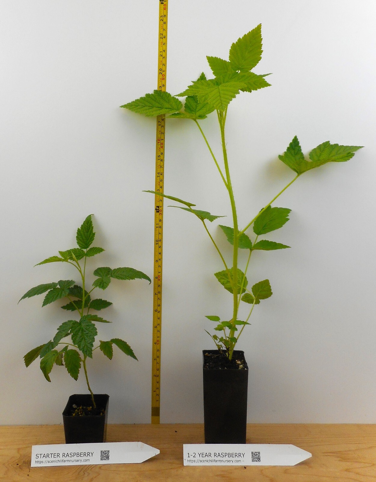 Double Gold Raspberry Plants gallery