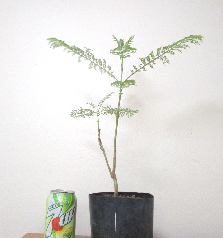 Jacaranda for unique flowering mame shohin bonsai tree #1