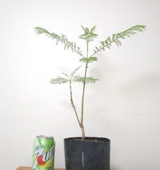 Jacaranda for unique flowering mame shohin bonsai tree #1