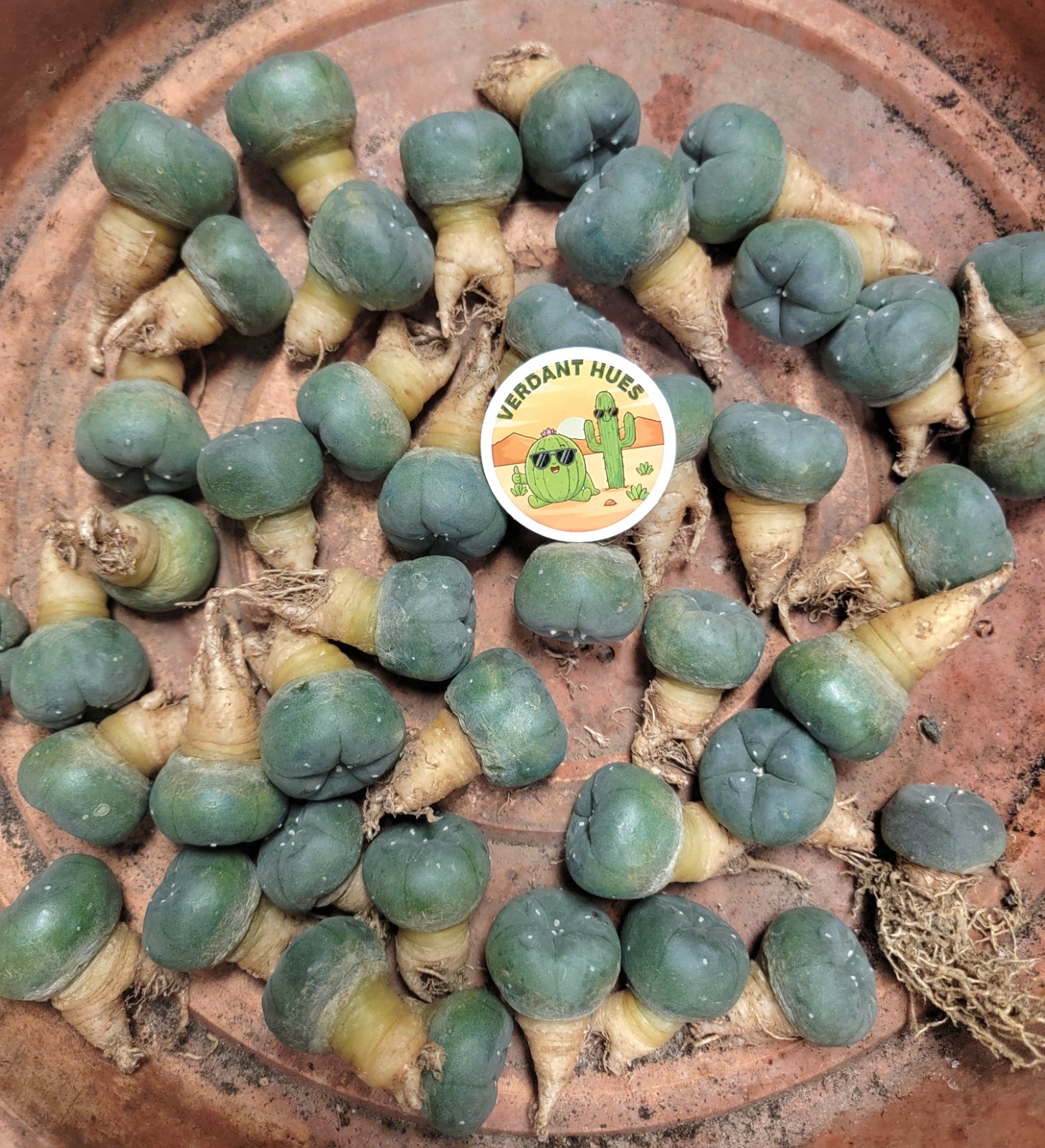 Rare Cactus LW w/ roots NRTH Variant Button Cactus Seed Grown gallery