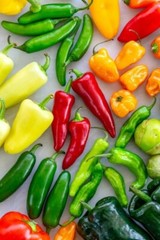 6 PACK PEPPER SEED COLLECTION ~ heirloomseedguy ~ 2026 ~ NON-GMO