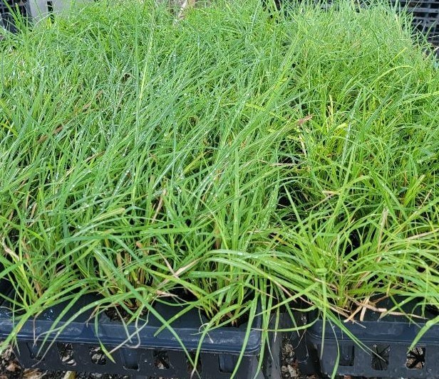 ( 1 ) - Fire Dragon Maiden Grass ( miscanthus ) - Starter Plants ( 4m ) gallery