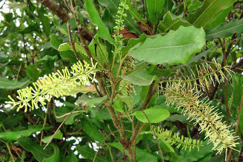 Macadamia integrifolia | Queensland Nut | 10 Seeds gallery