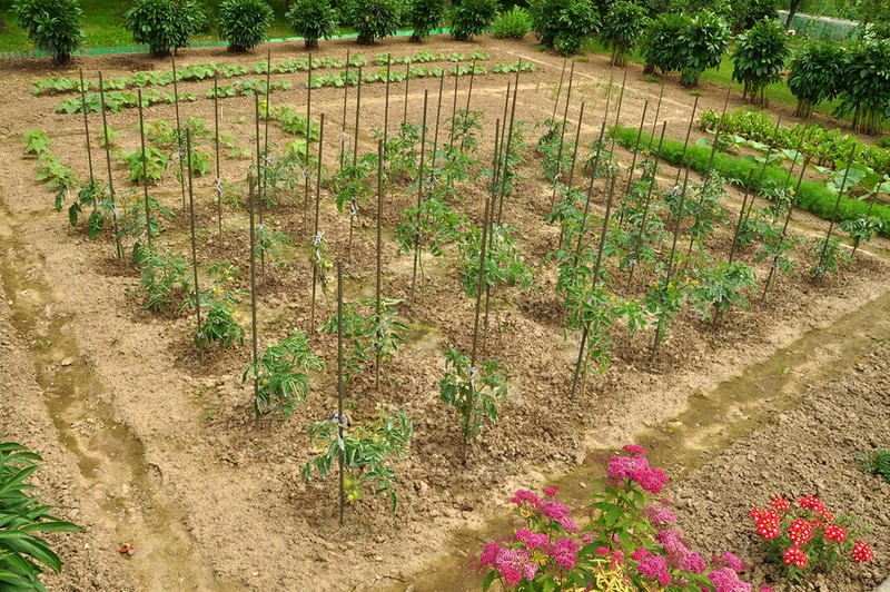 Essential Survival Kit Perfect Vegetable Garden Save Seed 5 Varieties FREE SHIP! gallery