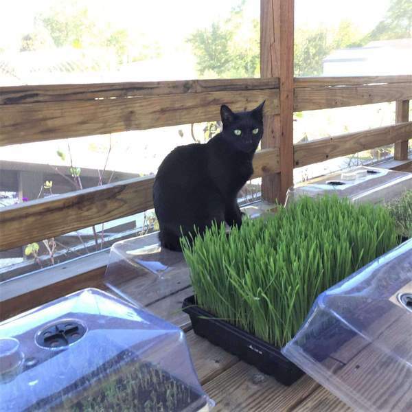 Wheatgrass Vented Humidity Dome FRUITING INCUBATING CHAMBER Kit Tray H DUTY gallery