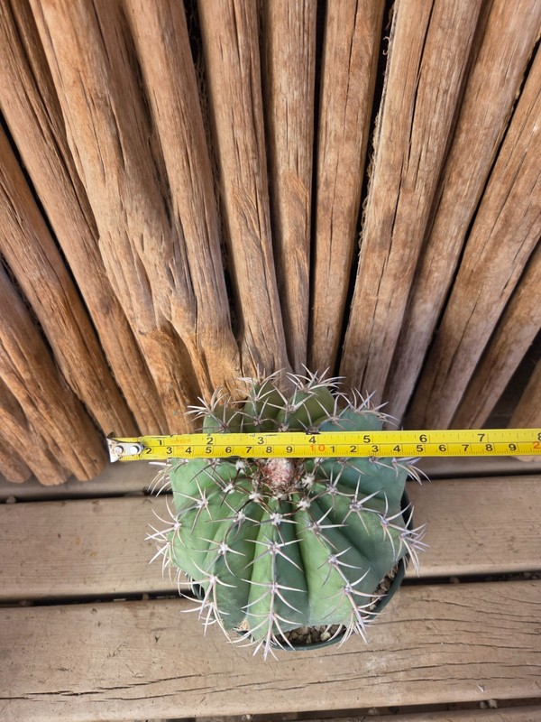 Melocactus concinnus gallery