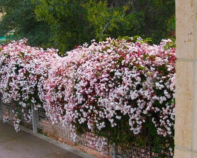 PINK JASMINE~Jasminum Polyanthum~Rooted STARTER Plant~Extremely Fragrant gallery