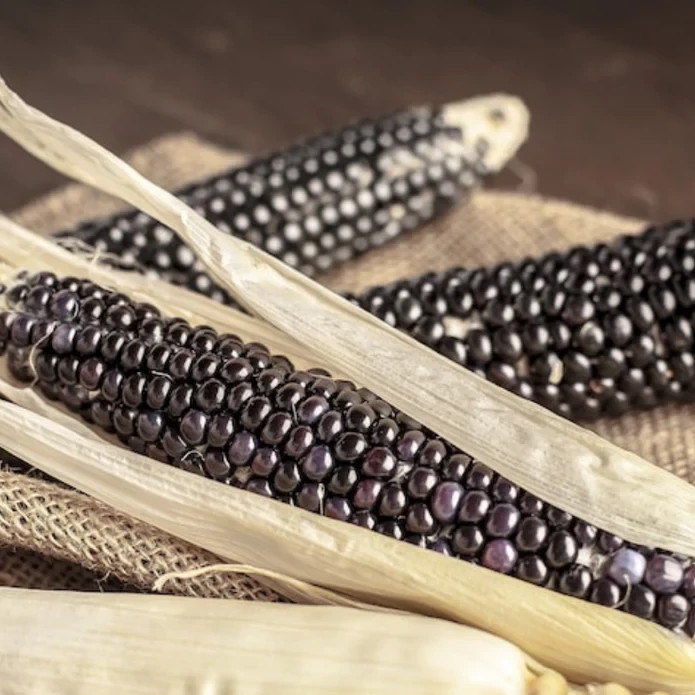 50 Purple Corn Seeds – Rare Deep Violet Variety for Unique Garden & Fall Display gallery
