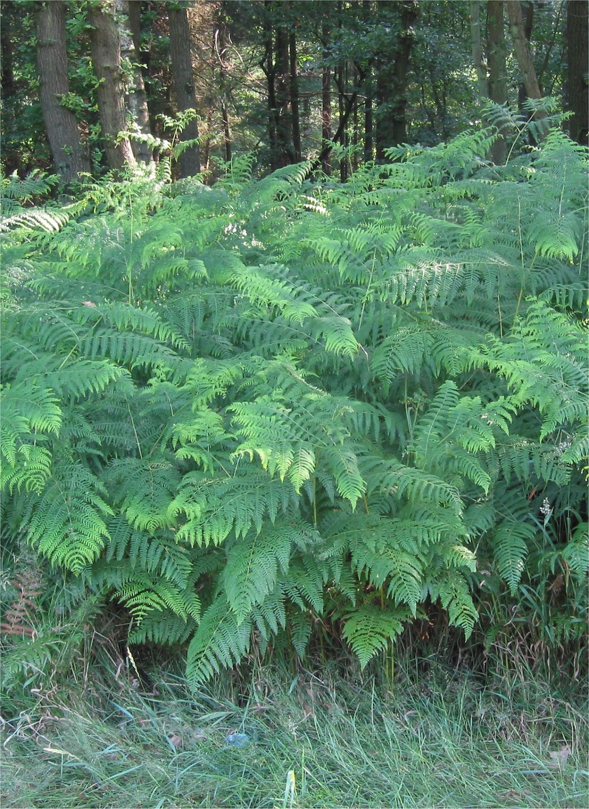 Eagle Ferns 2 Per Order Rare Heirloom In Pots gallery