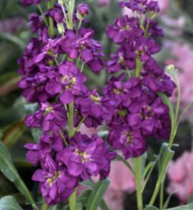 35 Purple Stock seeds gallery