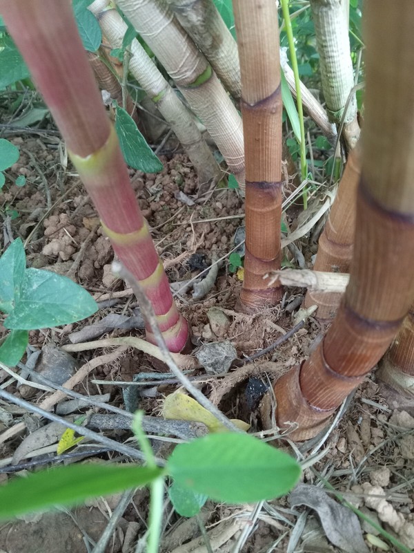 2x Red Button Ginger, Costus Woodsonii. Tropical easy to grow shade loving plant gallery
