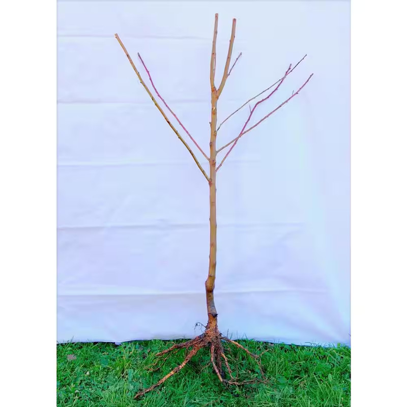 Snow Queen White Nectarine Tree (Bare-Root, 3 Ft. to 4 Ft. Tall, 2-Years Old) gallery