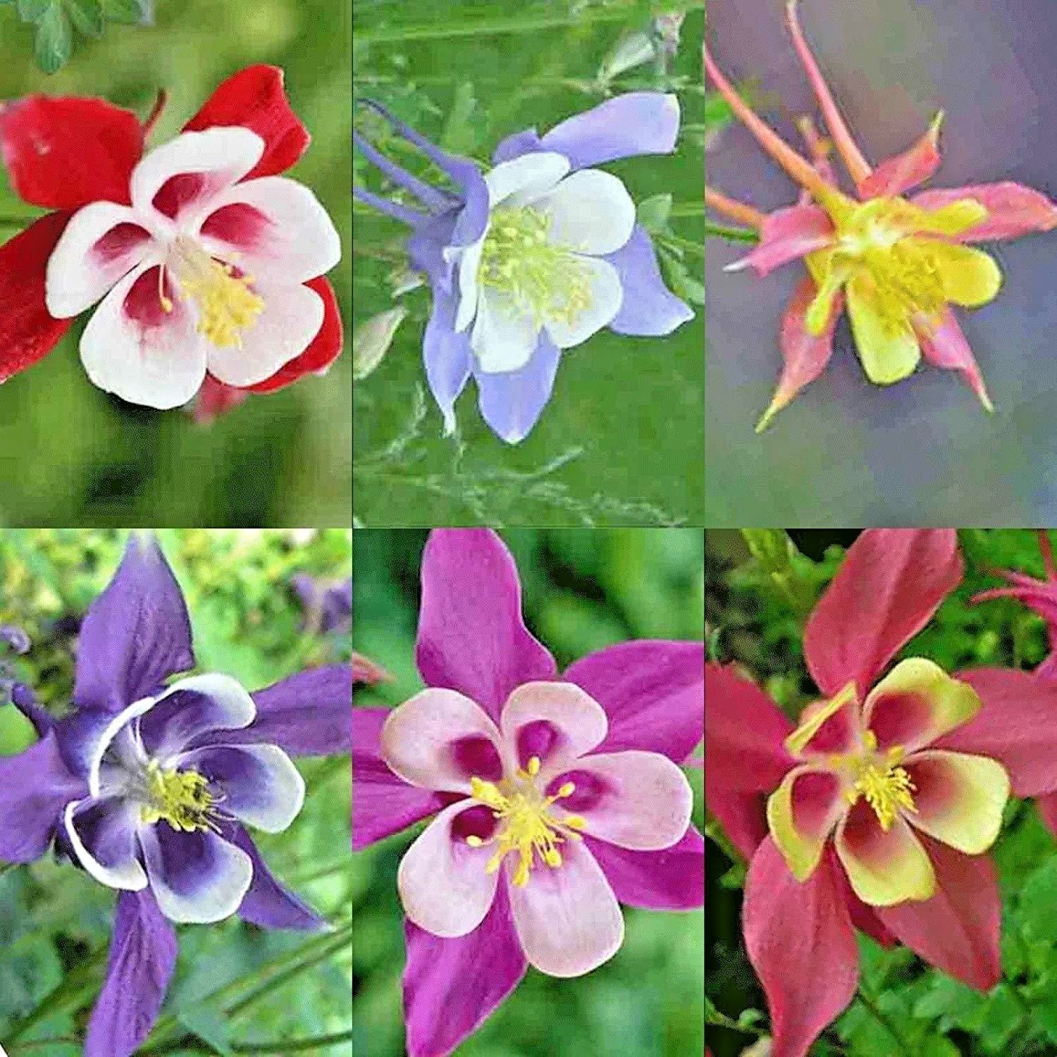 201+COLUMBINE Mix Seeds Perennial Native Wildflower Shade Garden Container Easy gallery