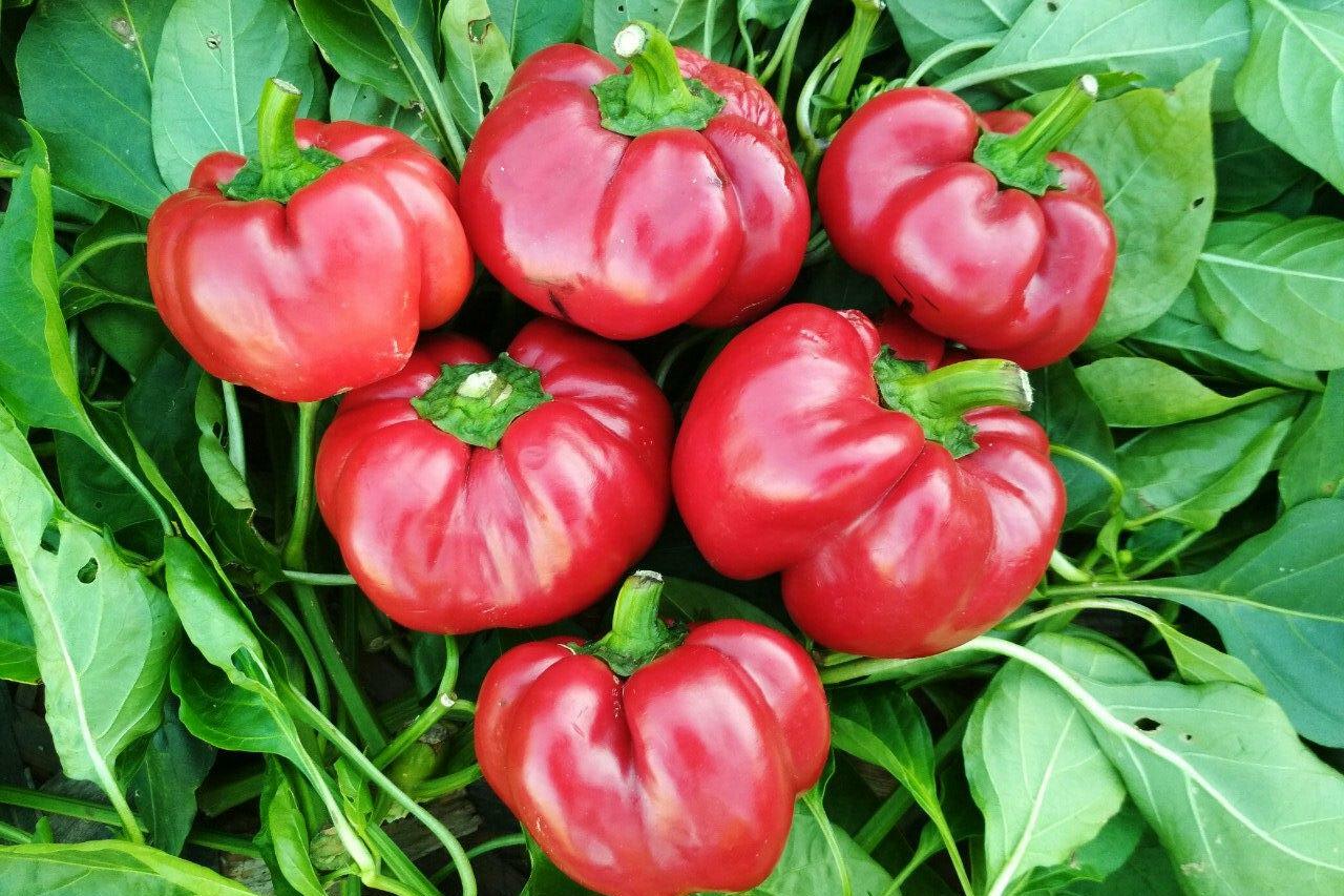 Seeds Pepper Ratunda Red Yellow Giant Sweet Vegetable Organic Heirloom NON-GMO gallery