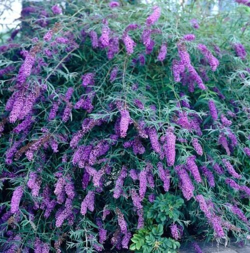 Buddleja Davidii 7 PURPLE BUTTERFLY BUSH 6” Live Flower Plant Unrooted Cuttings gallery