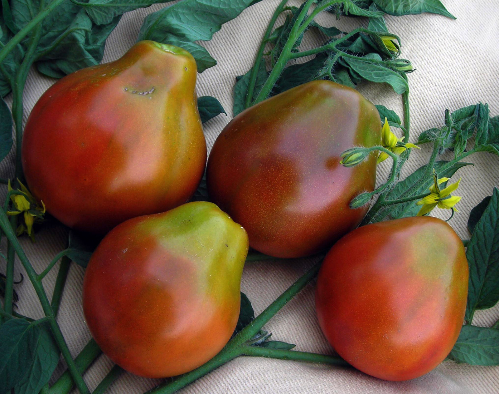 30 BLACK TRUFFLE TOMATO SEEDS ~ 2026 ~ heirloomseedguy ~ USA gallery