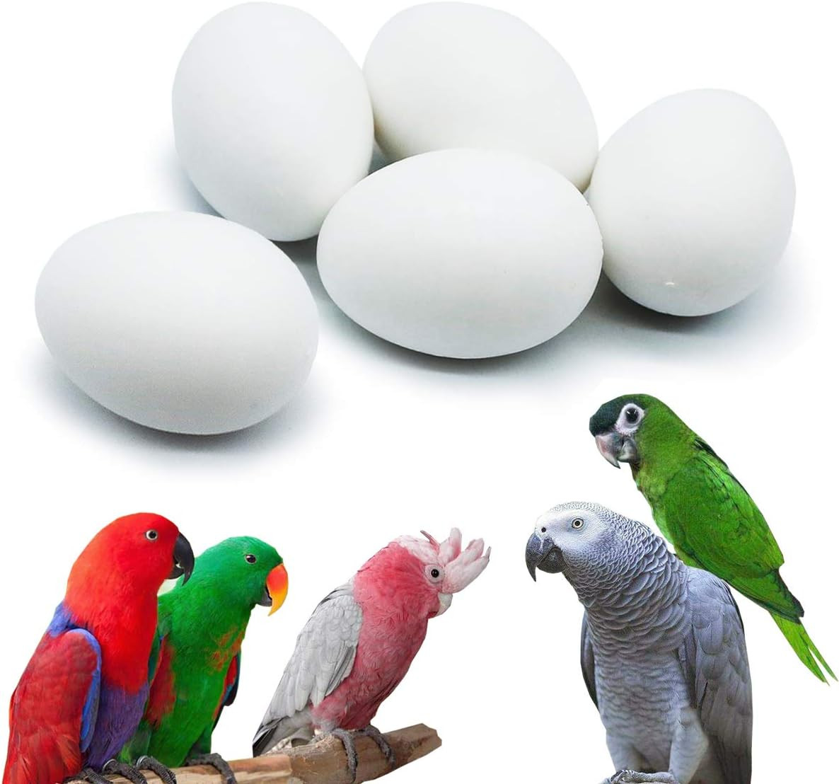 5 Pcs Hatching Eggs for Parrots Macaws Cockatoos and Eclectus - 37mm x 27mm gallery