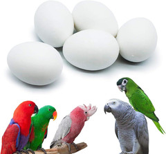 5 Pcs Hatching Eggs for Parrots Macaws Cockatoos and Eclectus – 37mm x 27mm