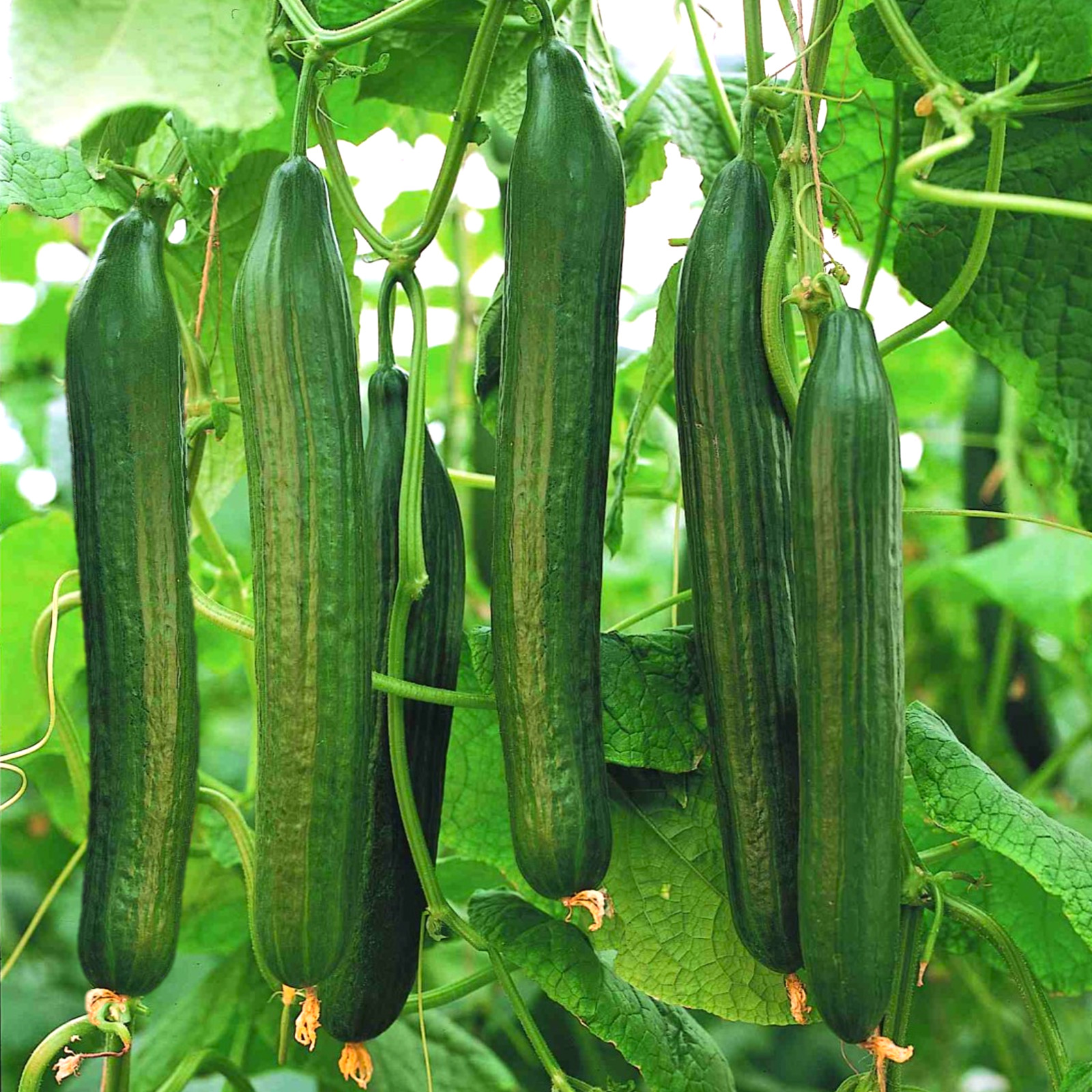 English Telegraph Burpless Cucumber Seeds | Heirloom Crisp Cucumbers Seed 2025 gallery