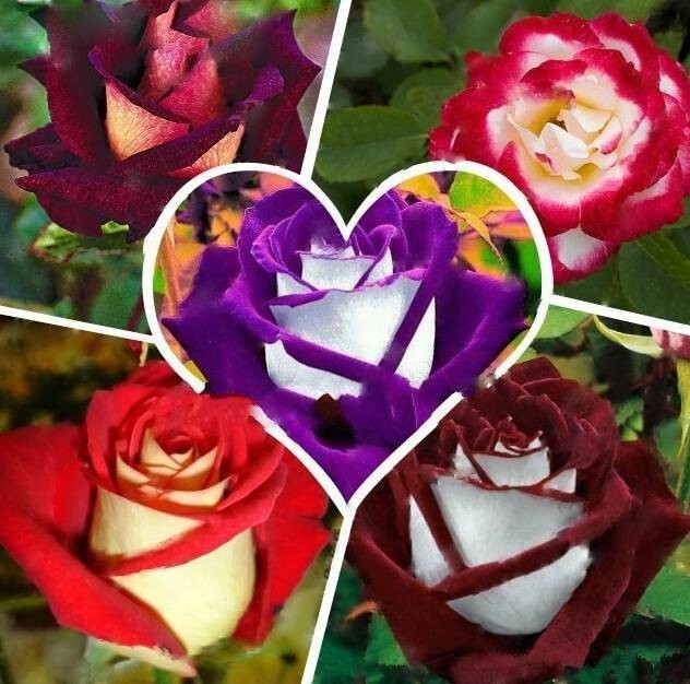 100pcs/Pack Multi-Color Rose Seeds, Double Petal Rose gallery
