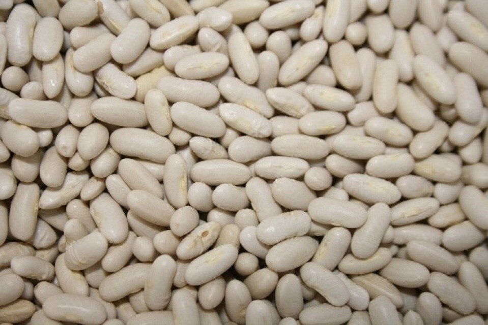 Bean Gold Rush -Yellow / Green Provider-Valentine-French Garden Bush/Organic gallery