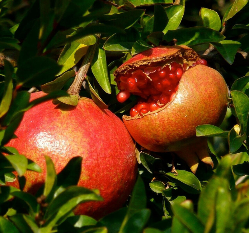 Pomegranate Tree – Live Fruit Tree – Hardy Outdoor Plant – USDA Certified gallery
