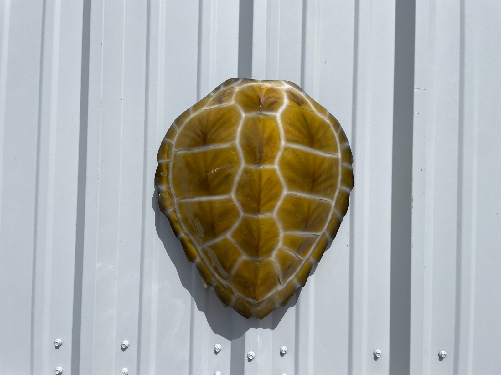 17" Hawksbill Turtle Shell Half Mount Replica - Quick production gallery