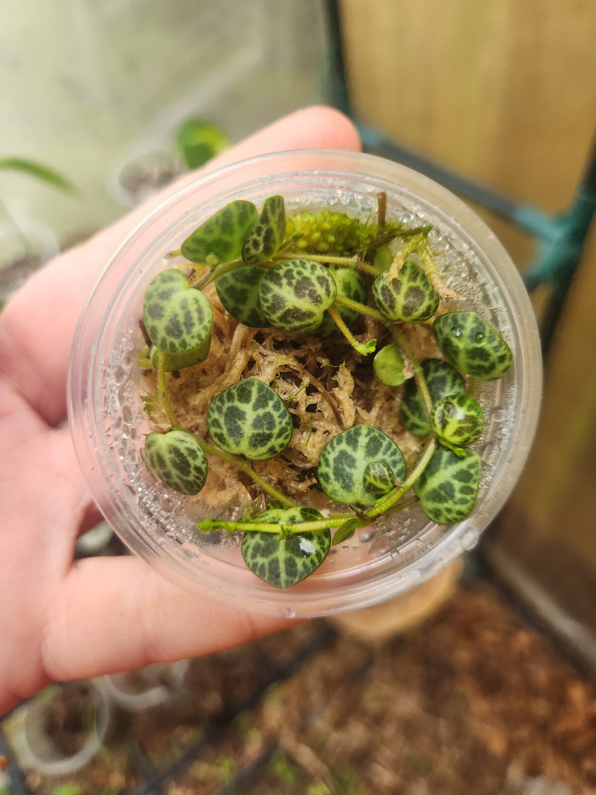 Peperomia Prostrata - String Of Turtles 🐢 Starter Plant Prop Cup gallery