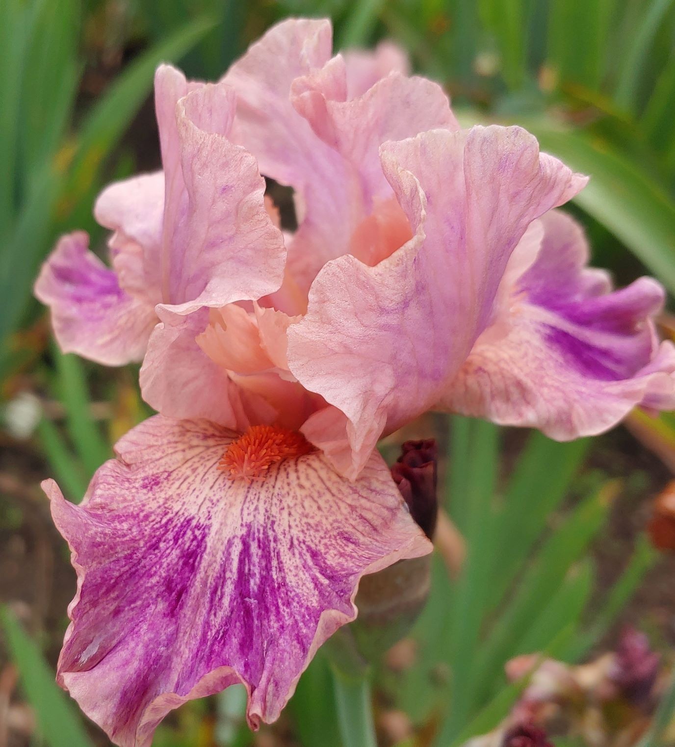 'Body Painting' IB Bearded Iris Rhizome PRE-SALE to Ship Aug/Sept gallery