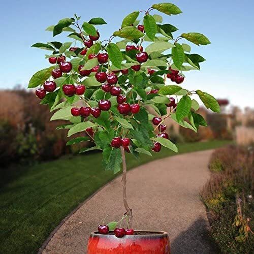 25 Bonsai Dwarf Cherry Tree Seeds | Indoor or Outdoor Fruit Tree | Made in USA, gallery