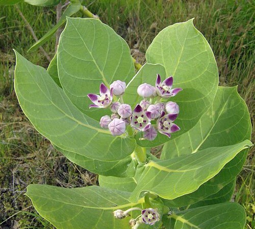 Calotropis procera | Sodom Apple | 20 Seeds gallery