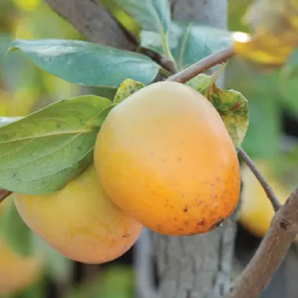 1 live Prok American Persimmon Tree up to 2 ft tall gallery