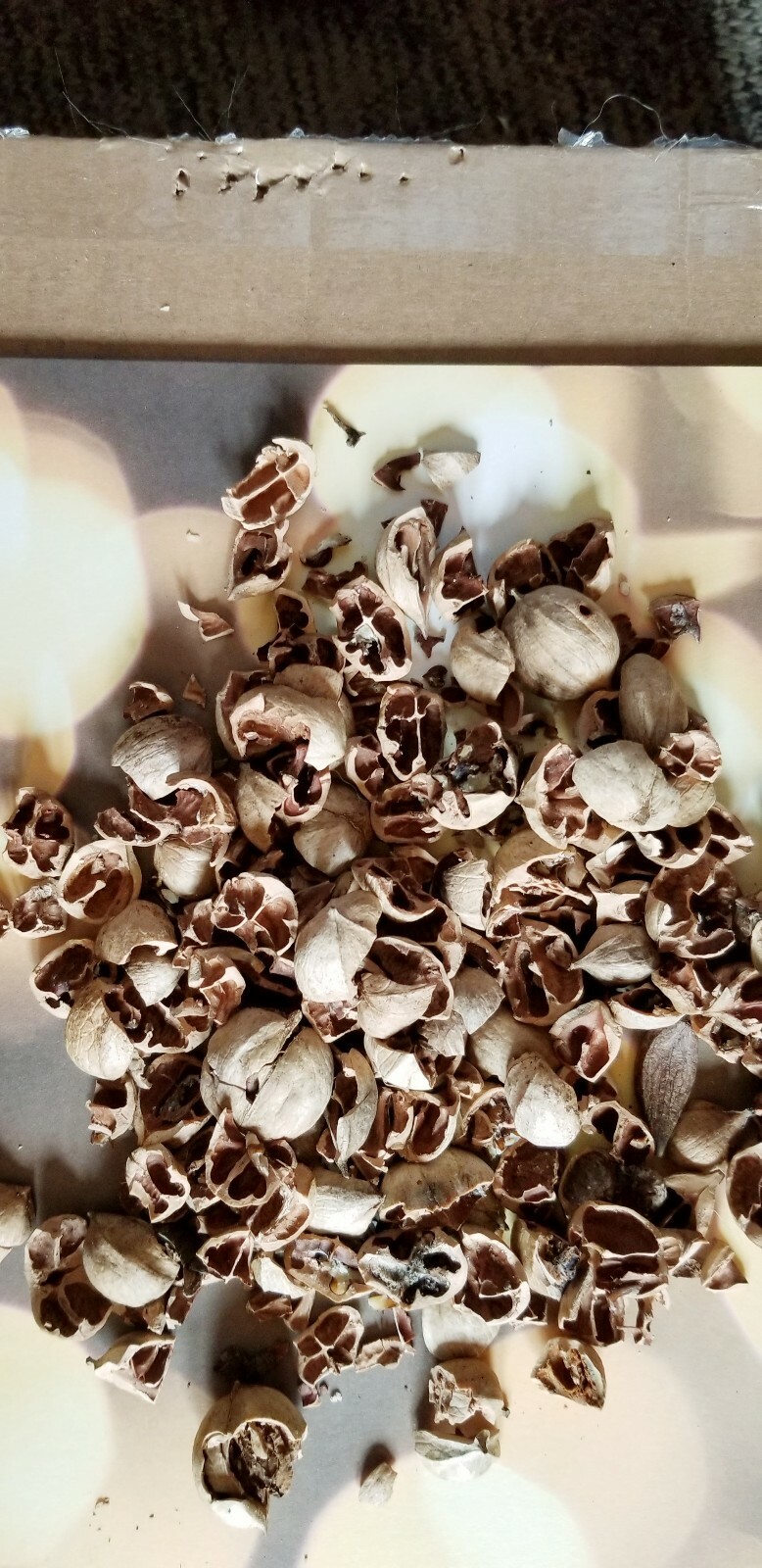 HICKORY NUT HULLS/shells FOR BBQ~smoking grilling - 8 pounds - REDUCED gallery