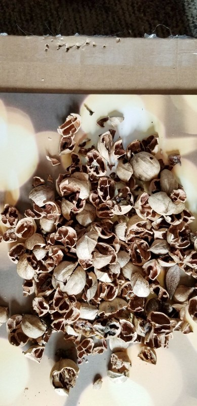 HICKORY NUT HULLS/shells FOR BBQ~smoking grilling - 8 pounds - REDUCED gallery