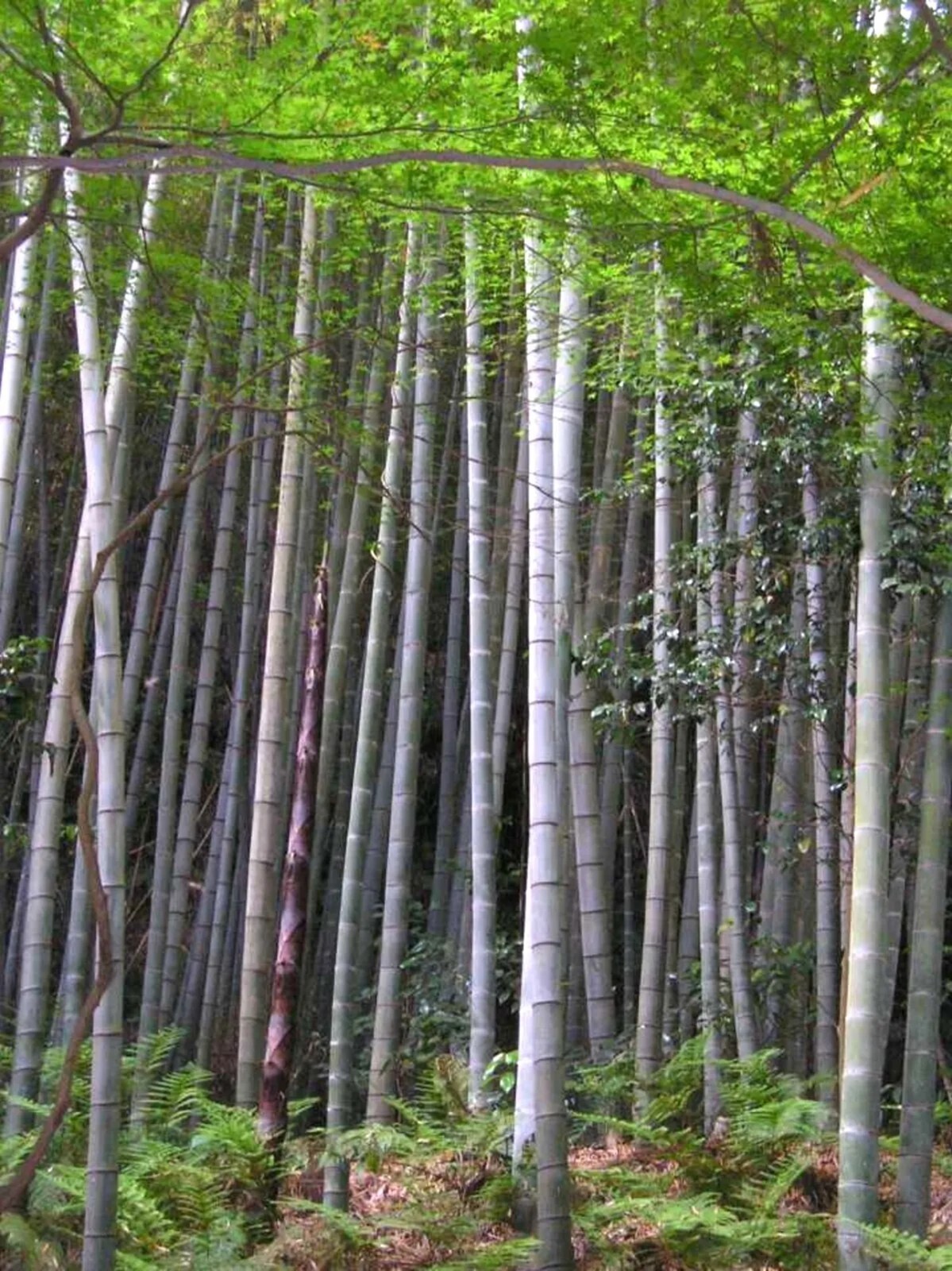 100 Phyllostachy Edulis Bamboo Seeds Perennial Ornamental Seed Privacy US SELLER gallery