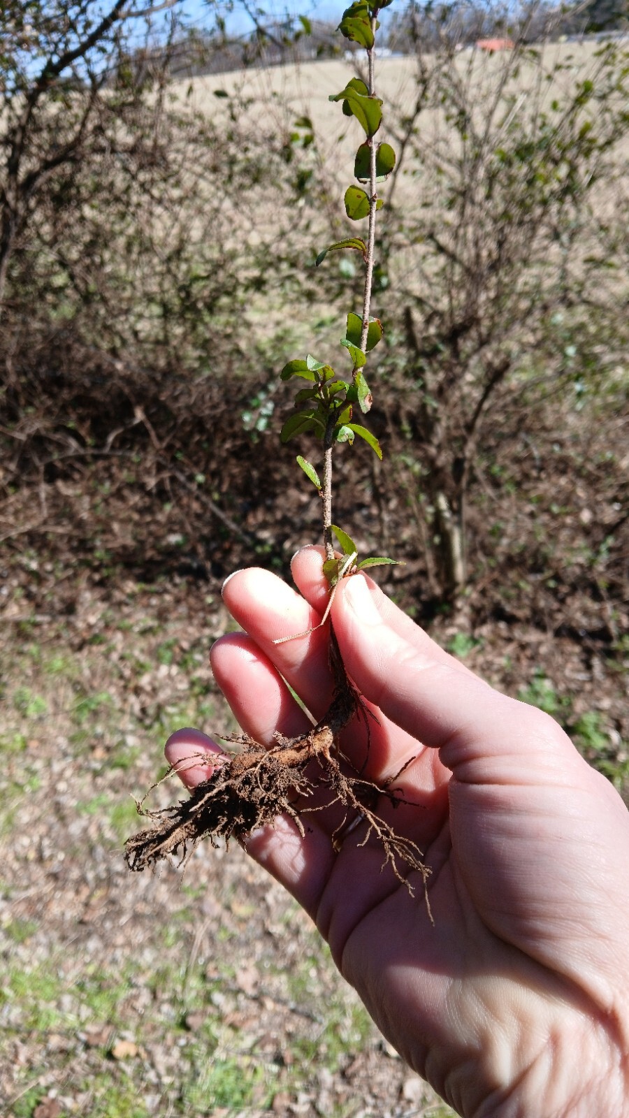 15 Bare Root Chinese Privet Hedge Live Plants 5-8 Inches gallery