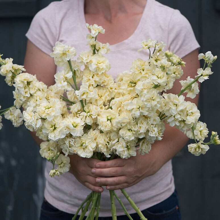 35 Yellow Stock seeds gallery