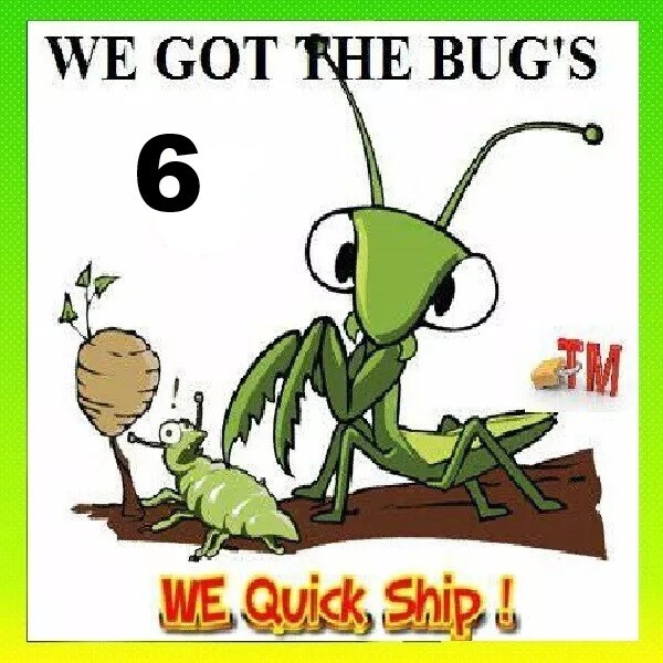 6 LARGE Fresh Praying Mantis Egg Case + Hatching Habitat Bag Picked 2025 Season gallery