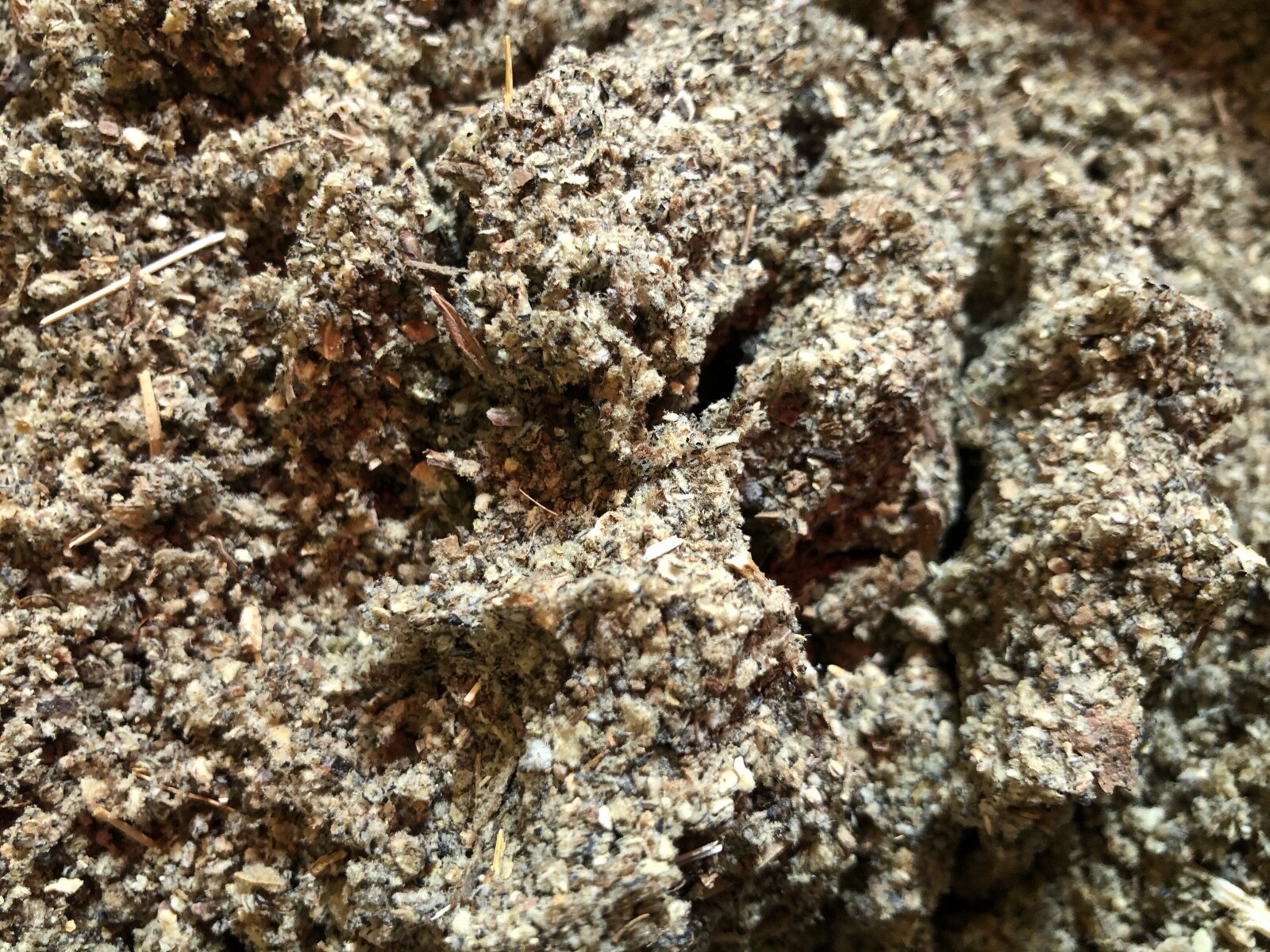Mullein Leaf - 8 ounces gallery