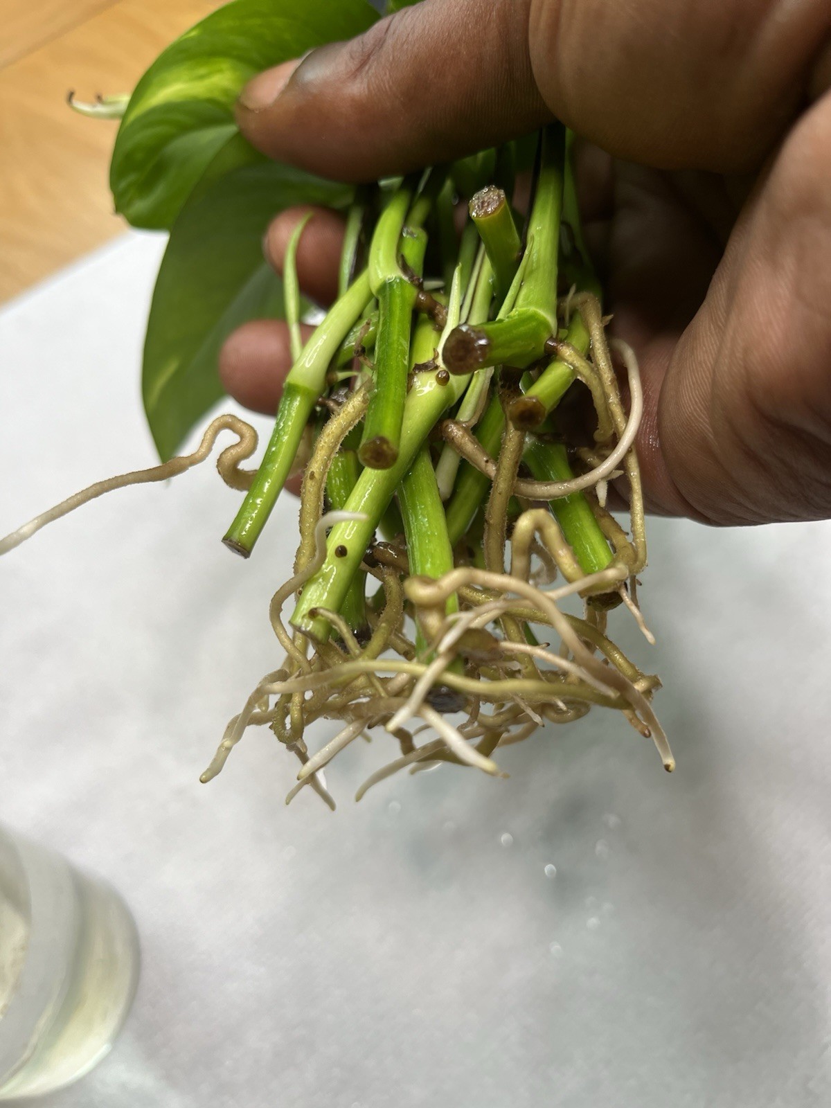 Golden Variated Pothos Epipremnum Aureum CUTTING gallery